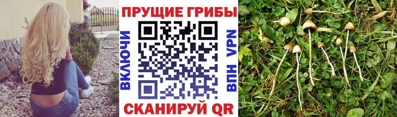 Псилоцибиновые грибы Psilocybe  Николаевск-на-Амуре 